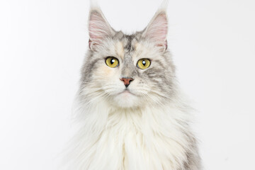 Majestic Maine Coon Cat Portrait