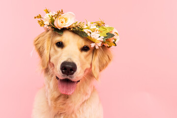  Golden Retriever Wearing Flower Crown