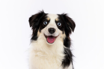 Happy Border Collie with Blue Eyes