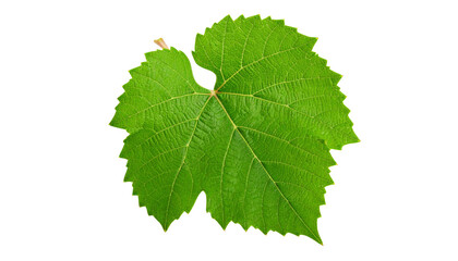 Close-up macro of a single, fresh green leaf isolated on a white background, revealing intricate veins and a natural pattern