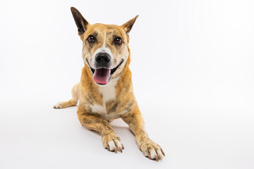  Red Heeler Dog Lying on White Background