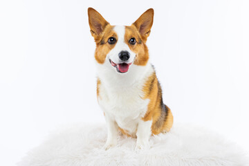 Pembroke Welsh Corgi Sitting on Fluffy Rug