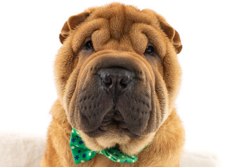 Shar Pei Dog with Green Bow Tie