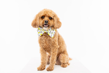 Toy Poodle Wearing Lemon Print Bow Tie