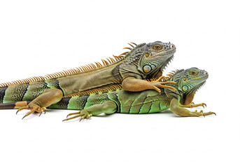 Family of ducks in a row with a mother mallard leading her young ducklings. A concept for teamwork and guidance.