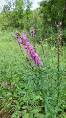 Lythrum salicaria, a perennial herbaceous plant, is a wild, beautiful-flowering, ornamental plant