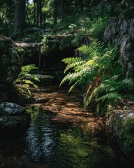 Forest stream with ferns. Sunlight filters through trees