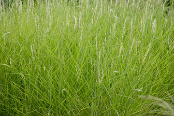 Alang-alang or weeds are a type of grass with sharp leaves. Imperata cylindrica