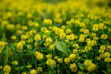 Dense patch of Trifolium dubium (lesser trefoil), featuring small, bright yellow flowers. 