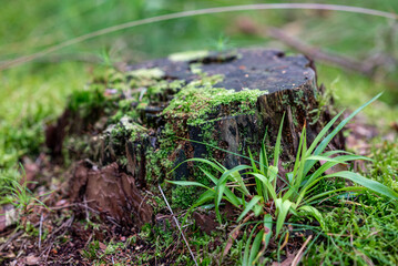 A tree stump is surrounded by lush green moss and grass in a natural setting. 