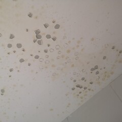Excessive moisture can cause mold and peeling paint wall ,such as rainwater leaks or water leaks.