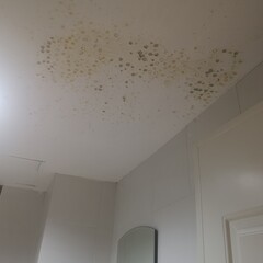 Excessive moisture can cause mold and peeling paint wall ,such as rainwater leaks or water leaks.	