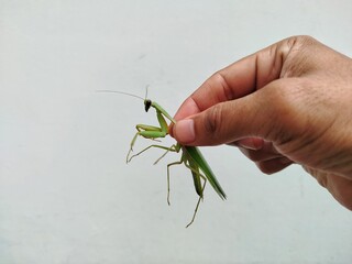 the hand holding the praying mantis