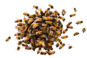 Swarm of bees isolated on a transparent background showcasing their intricate patterns and vibrant colors in a dynamic formation