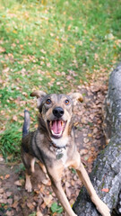 A cute dog frolics during a walk in the autumn forest.