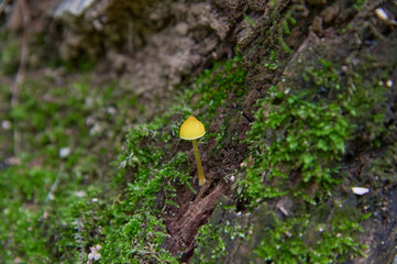A solitary tiny bright yellow mushroom sprouts amidst lush green moss on a textured natural surface a close-up macro photograph capturing the delicate beauty of woodland flora