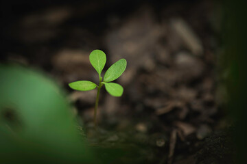 Young plant sprouting on cracked dry soil, symbolizing resilience.