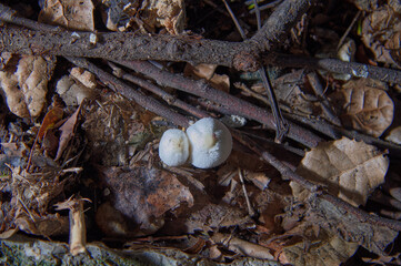 Tiny white mushrooms emerge from forest floor among fallen leaves and twigs a close-up view of natural growth and decay in the woodland ecosystem