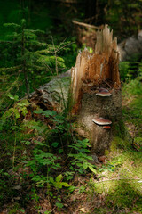 An old stump in a dark taiga fores