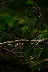 Vegetation in a dark taiga forest.
