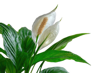 Close-up of a peace lily flower with dew drops, lush green leaves