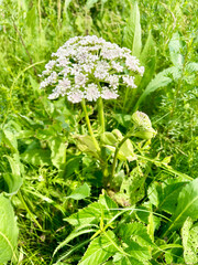 Hogweed in Akhlestyshev Bay on Russian Island in Vladivostok in summer