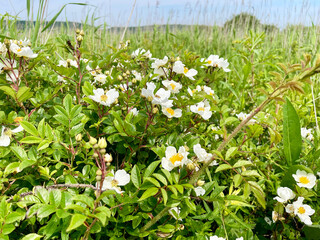 White rosehip blooms in the bay of Akhlestyshev on Russian Island. Russia, Vladivostok, Primorsky Krai