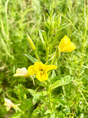 Oenothera blooms in Akhlestyshev Bay on Russian Island in Vladivostok in July. Russia