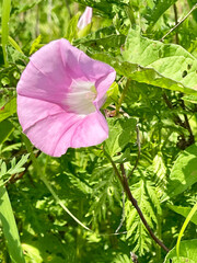 Calystegia inflata in Akhlestyshev Bay on Russian Island in Vladivostok in July. Russia
