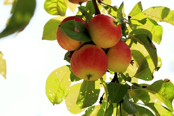 apples on tree