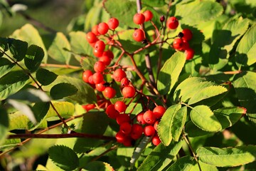 red berries on a tree