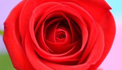 Close-up of a vibrant red rose (5)
