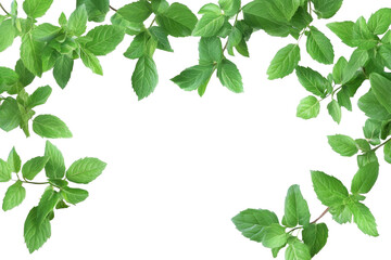 Fresh green mint leaves arranged on a transparent background for culinary and decorative purposes during summer gatherings or cooking sessions