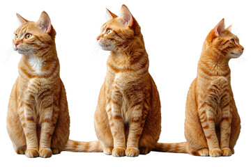 Cute orange cat collage showcasing playful feline expressions from different angles in a minimalist setting