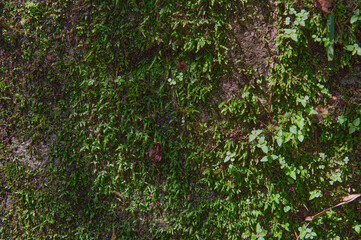 Close up of green moss growing on the forest floor with small leaves scattered throughout the carpet of bryophytes providing a natural textured background