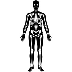 3d rendered illustration of a human skeleton