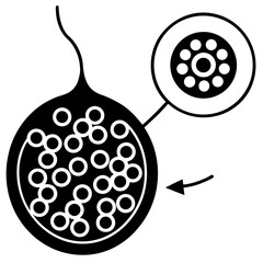 vector illustration of an apple on white background