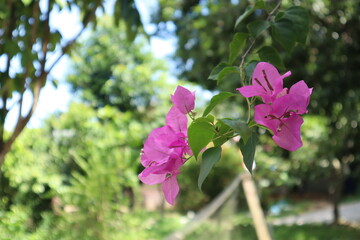Bright pink bougainvillea flowers are blooming, set against a lush green background.