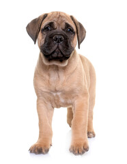 puppy bull mastiff