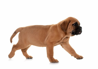 puppy bull mastiff