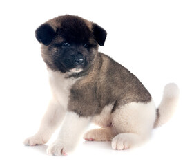 Fototapeta premium puppy amerikan akita in studio