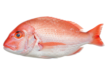 Fresh Whole Red Snapper Fish Isolated on White Background – Perfect for Seafood, Cooking, and Healthy Eating Concepts