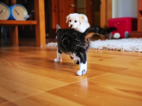 A fluffy puppy and an adventurous kitten engage with a vibrant green ball in a warm, inviting living room filled with sunlight