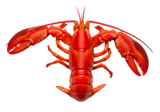 Vibrant Cooked Red Lobster Isolated on White Background – Delicious Whole Seafood Delicacy