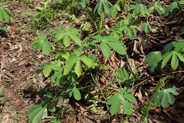 Cassava plant, Manihot esculenta, with its lush green color