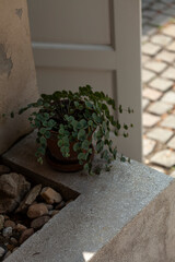 Plant in pot on stone ledge