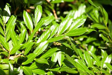 Bright Green Leafy Bush