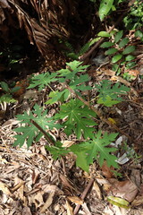 Small papaya plant with distinctive lobed green leaves
