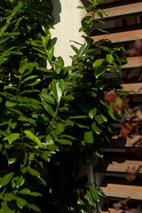 Lush Green Plant Growth