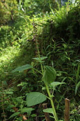 rumored plant with wide, serrated green leaves and slender stems in lush areas